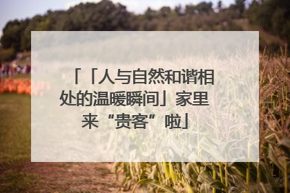 「人与自然和谐相处的温暖瞬间」家里来“贵客”啦