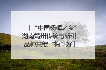 “中国杨梅之乡”湖南靖州传统与新引品种共绽“梅”好