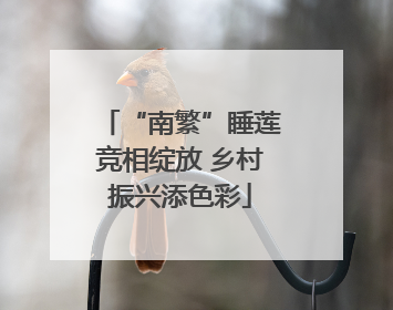 “南繁”睡莲竞相绽放 乡村振兴添色彩