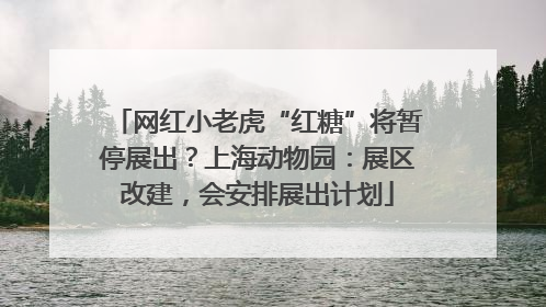 网红小老虎“红糖”将暂停展出？上海动物园：展区改建，会安排展出计划