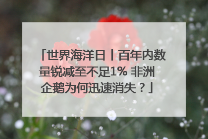 世界海洋日丨百年内数量锐减至不足1% 非洲企鹅为何迅速消失？