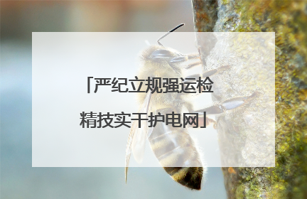 严纪立规强运检 精技实干护电网