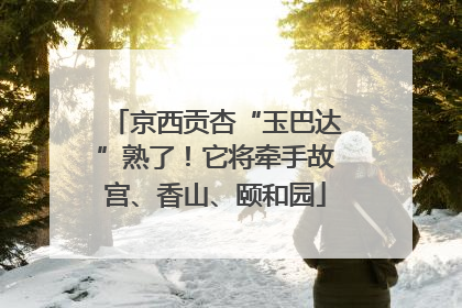 京西贡杏“玉巴达”熟了！它将牵手故宫、香山、颐和园