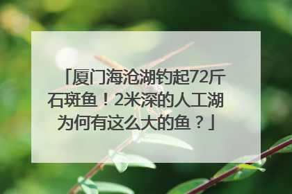 厦门海沧湖钓起72斤石斑鱼！2米深的人工湖为何有这么大的鱼？