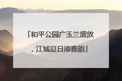 和平公园广玉兰盛放，江城夏日添雅韵