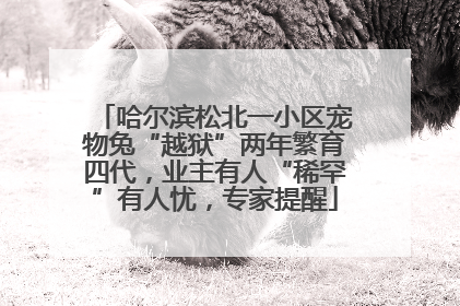 哈尔滨松北一小区宠物兔“越狱”两年繁育四代，业主有人“稀罕”有人忧，专家提醒