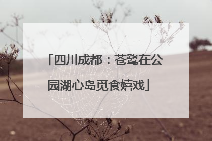 四川成都：苍鹭在公园湖心岛觅食嬉戏