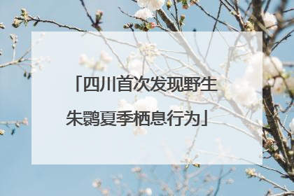 四川首次发现野生朱鹮夏季栖息行为