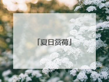 夏日赏荷