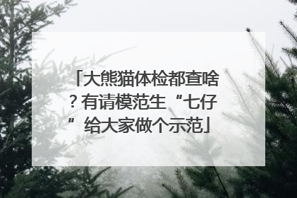 大熊猫体检都查啥？有请模范生“七仔”给大家做个示范