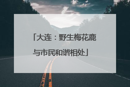 大连：野生梅花鹿与市民和谐相处