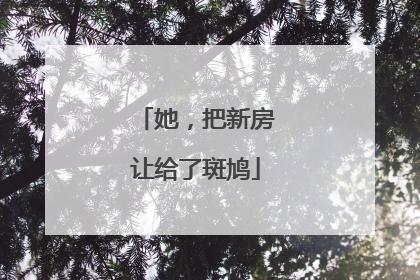 她，把新房让给了斑鸠