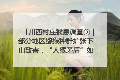 川西村庄猴患调查②｜部分地区猕猴种群扩张下山致害，“人猴矛盾”如何寻找最优解？