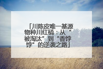 川陈皮唯一基源物种川红橘：从“被淘汰”到“香饽饽”的逆袭之路