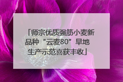 师宗优质强筋小麦新品种“云麦80”旱地生产示范喜获丰收