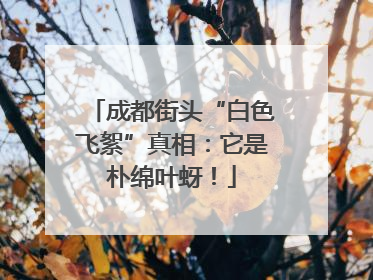 成都街头“白色飞絮”真相：它是朴绵叶蚜！