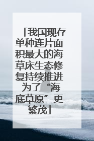 我国现存单种连片面积最大的海草床生态修复持续推进 为了“海底草原”更繁茂