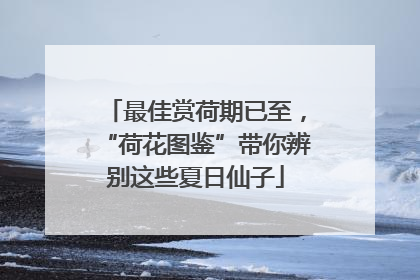 最佳赏荷期已至，“荷花图鉴”带你辨别这些夏日仙子