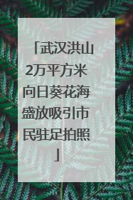 武汉洪山2万平方米向日葵花海盛放吸引市民驻足拍照