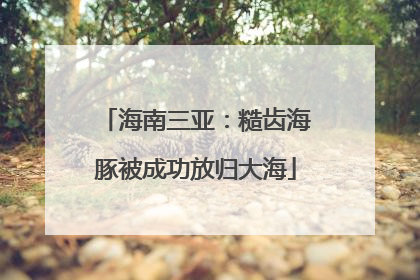 海南三亚：糙齿海豚被成功放归大海