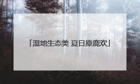 湿地生态美 夏日麋鹿欢