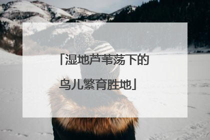 湿地芦苇荡下的鸟儿繁育胜地