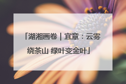 湖湘画卷｜宜章：云雾绕茶山 绿叶变金叶