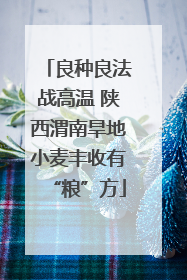 良种良法战高温 陕西渭南旱地小麦丰收有“粮”方
