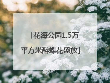 花海公园1.5万平方米醉蝶花盛放