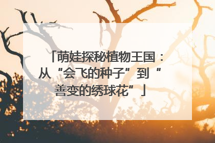萌娃探秘植物王国：从“会飞的种子”到“善变的绣球花”