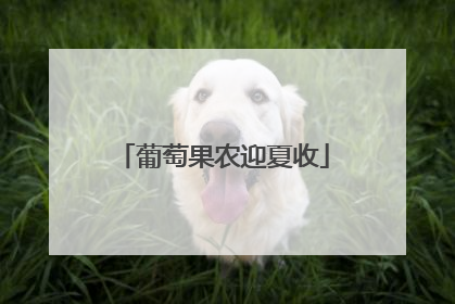 葡萄果农迎夏收