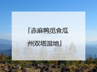 赤麻鸭觅食瓜州双塔湿地