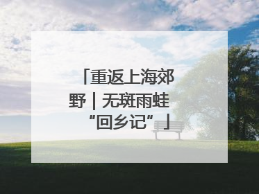 重返上海郊野｜无斑雨蛙“回乡记”
