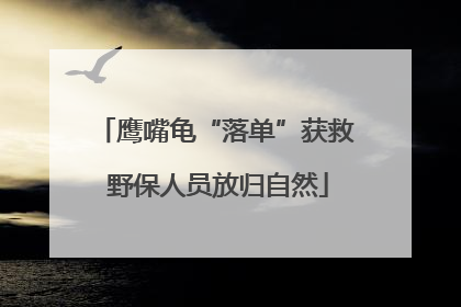 鹰嘴龟“落单”获救 野保人员放归自然