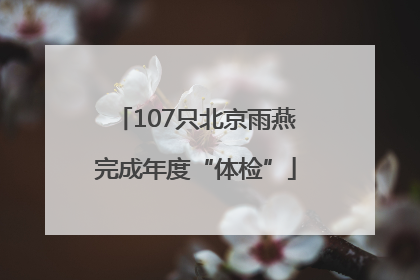 107只北京雨燕完成年度“体检”